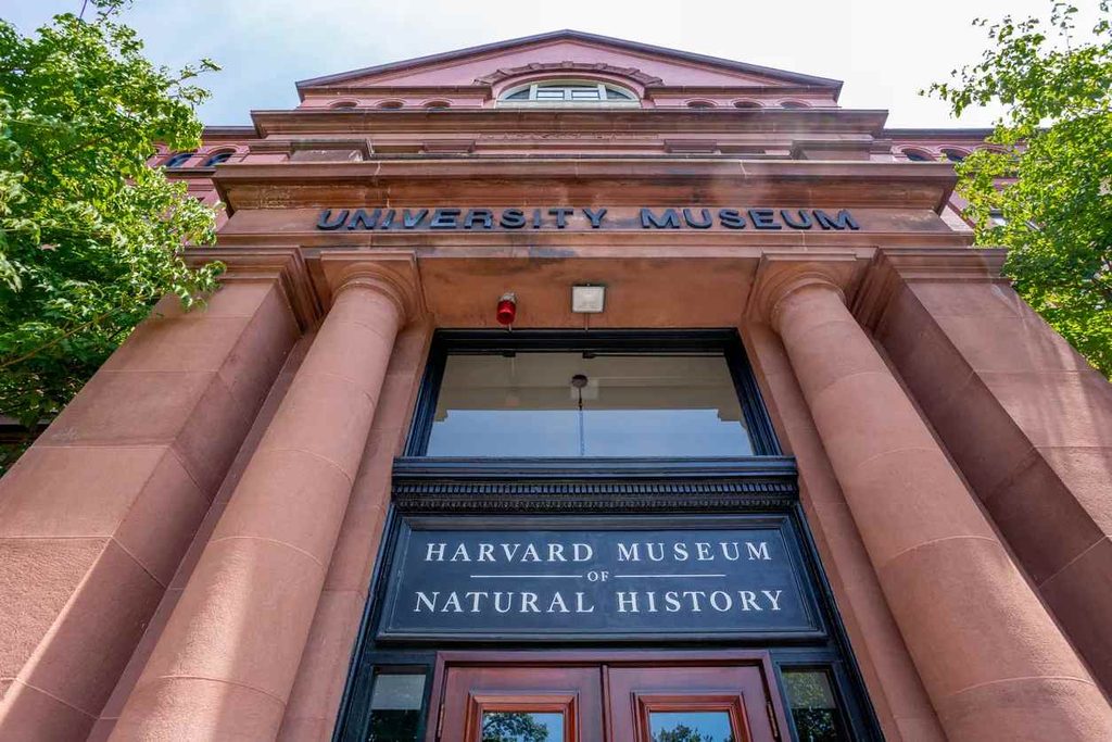 14. Explore the Harvard Museum of Natural History