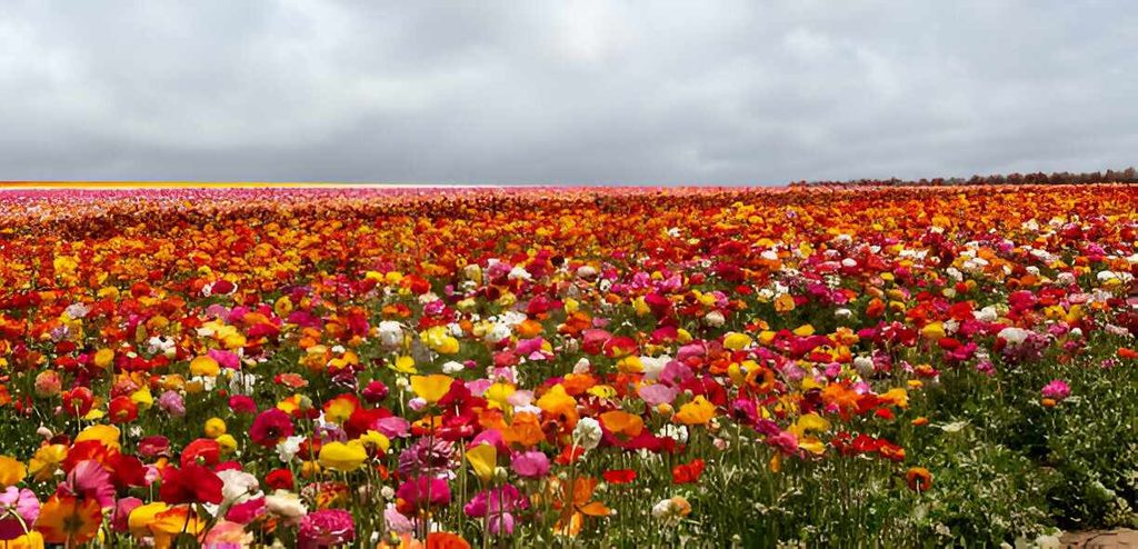 Visit Carlsbad Flower Fields in Spring