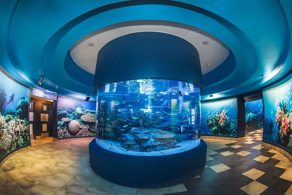 1. Explore the Two Oceans Aquarium