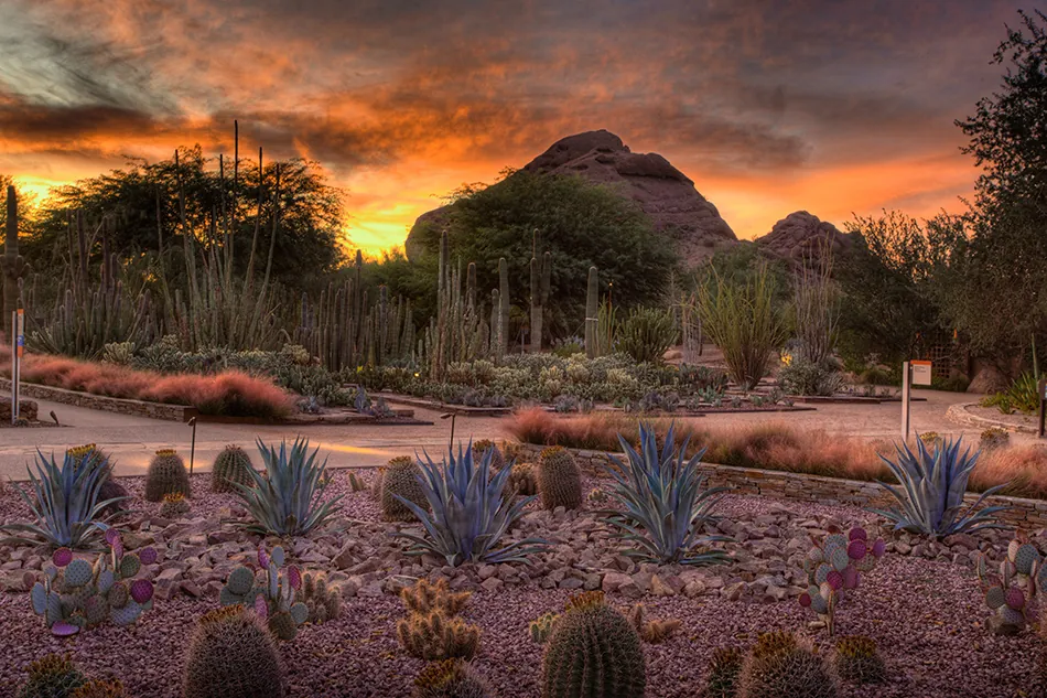 1. Visit the Desert Botanical Garden