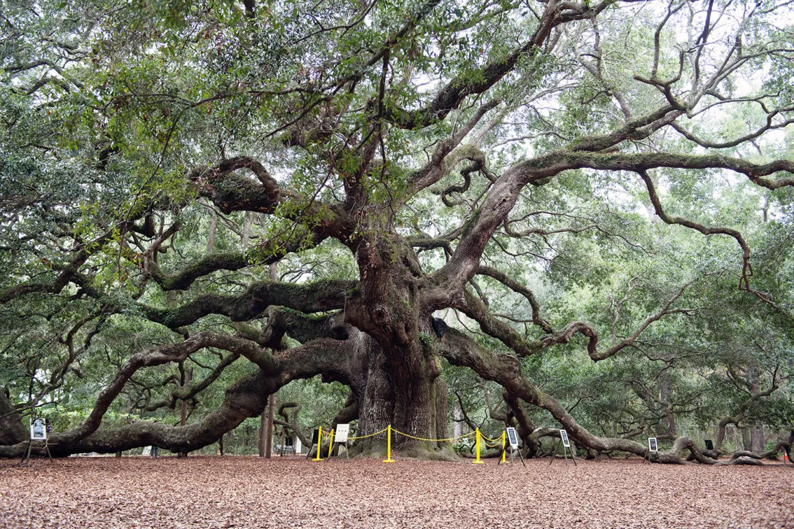 10. Explore the Angel Oak Tree