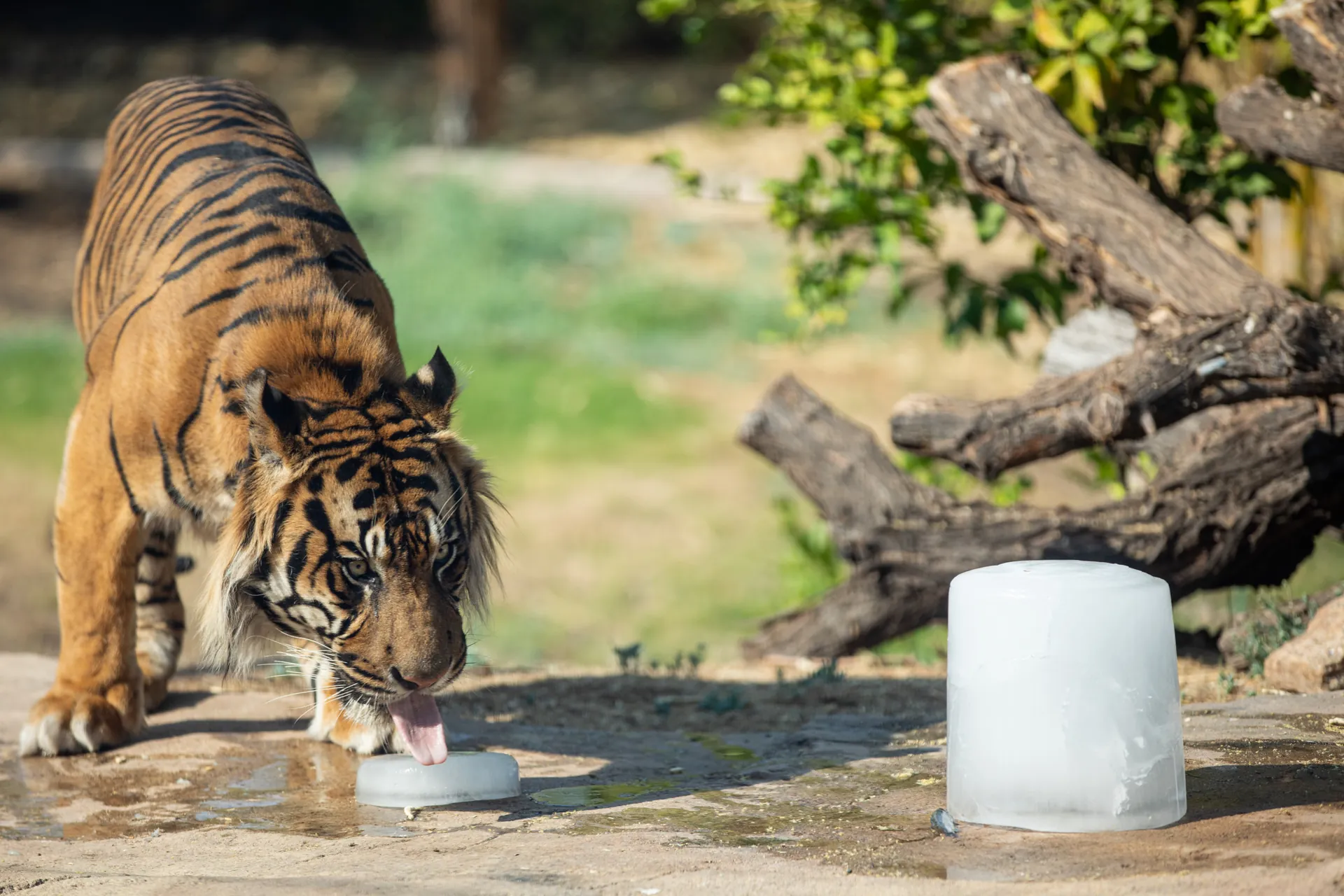 10. Spend Time at the Phoenix Zoo