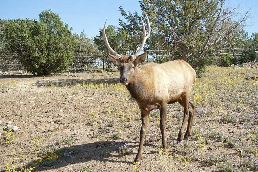 11. Discover Wildlife at Wildlife West Nature Park