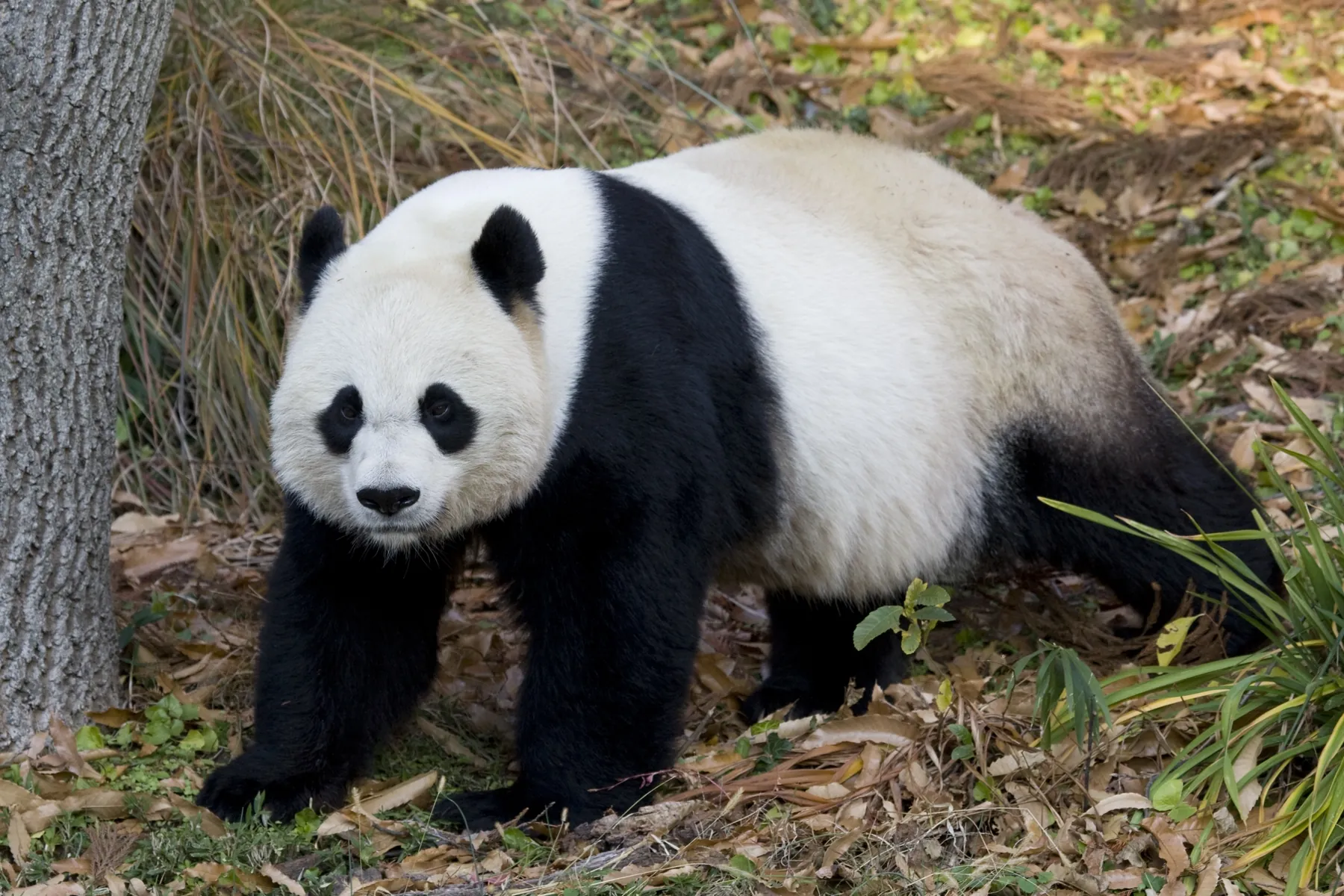 14. See Pandas at Smithsonian’s National Zoo