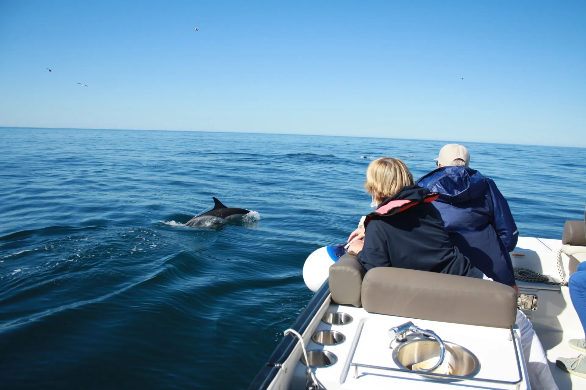 16. Enjoy a Dolphin-Watching Tour