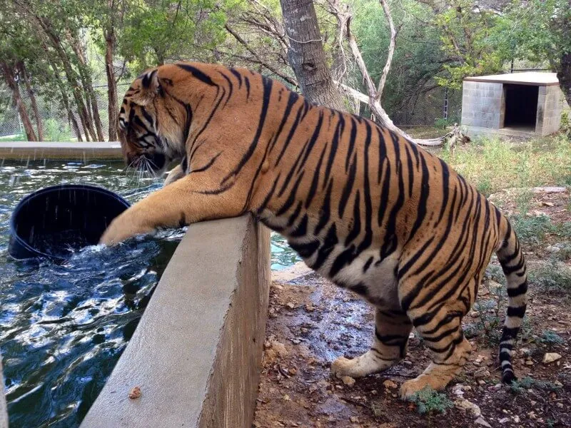 16. Visit Austin Zoo (Rescue Zoo)