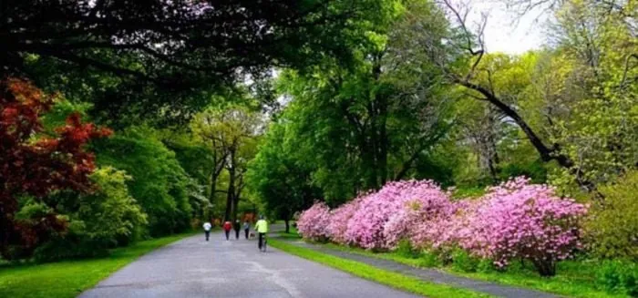 17. Explore Arnold Arboretum