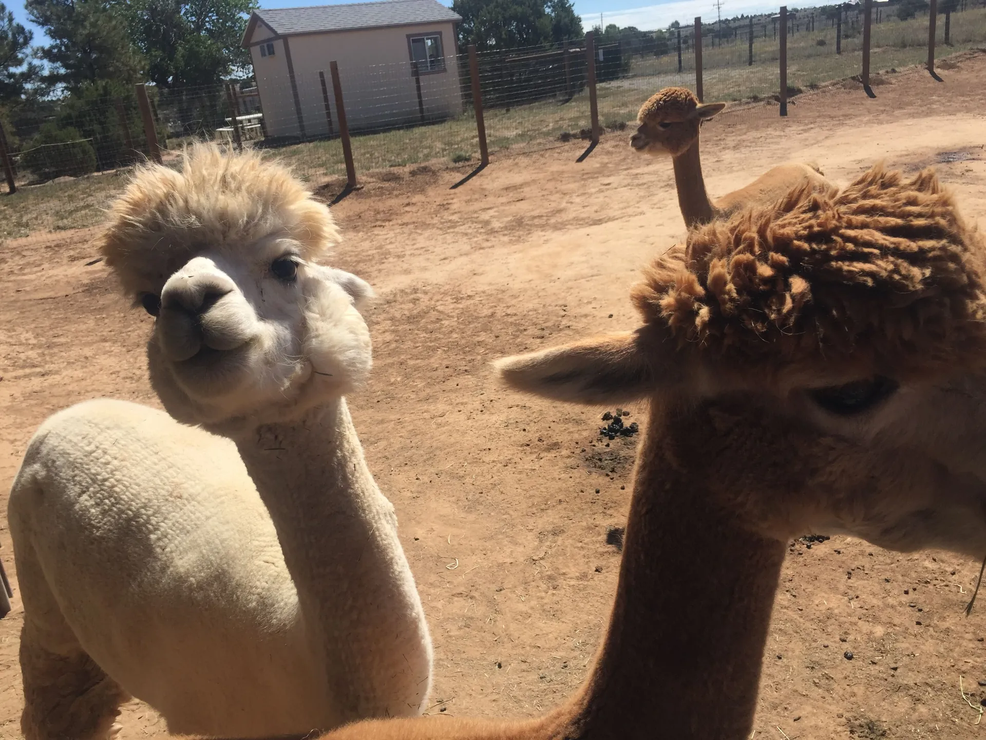 17. Explore Hollywick Farms Alpacas