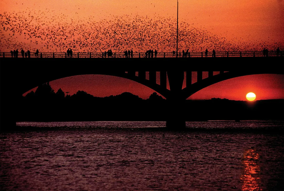 17. Watch Bats Fly from Congress Avenue Bridge