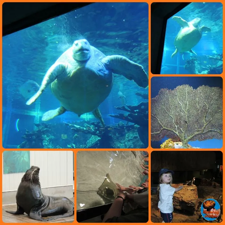 2. Visit the New England Aquarium