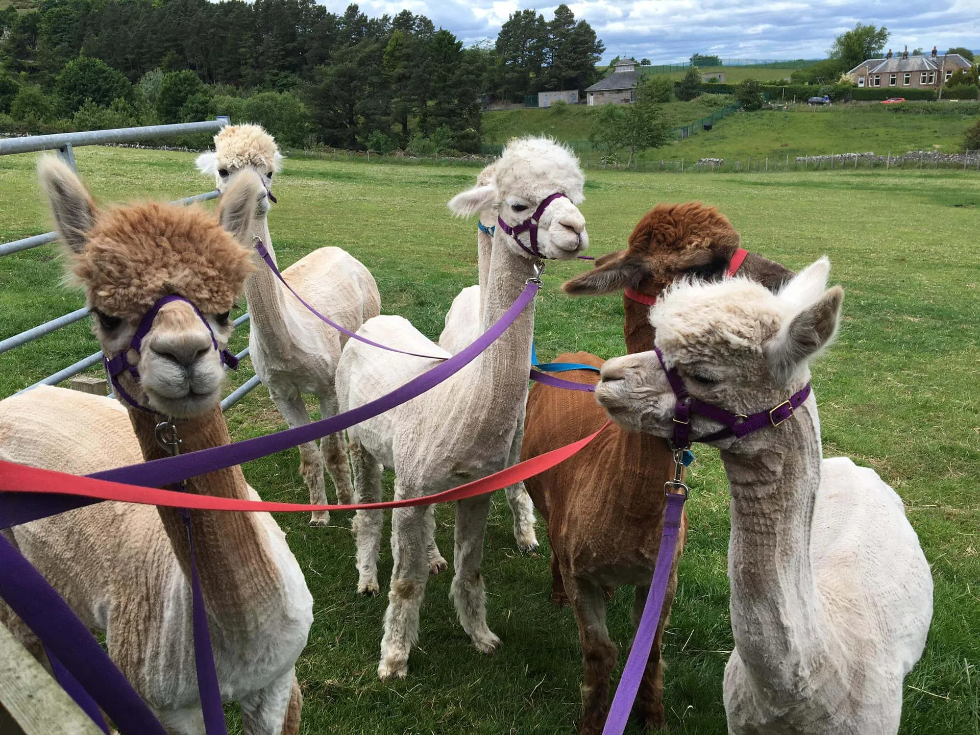 20. Visit BobCat Alpacas