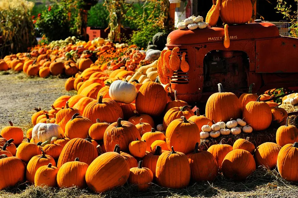 23. Explore Pumpkin Patches in Fall