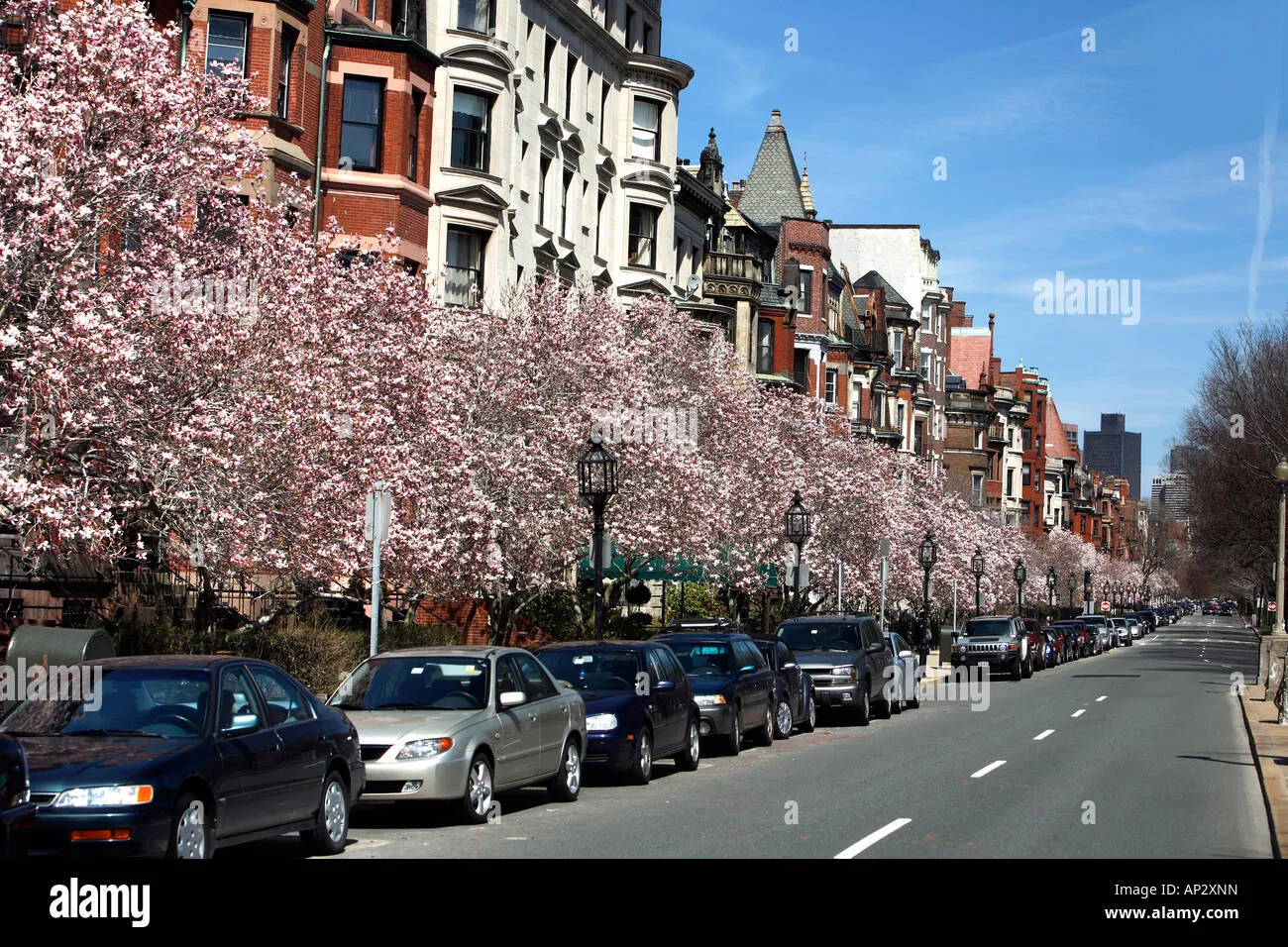 25. Cherry Blossoms on Commonwealth Avenue (Spring)