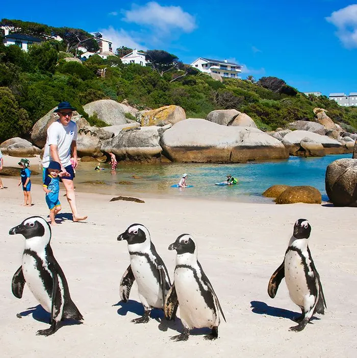 3. Visit Boulders Beach Penguin Colony