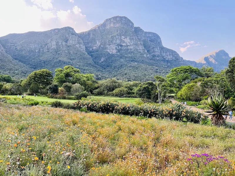 5. Discover Kirstenbosch National Botanical Garden