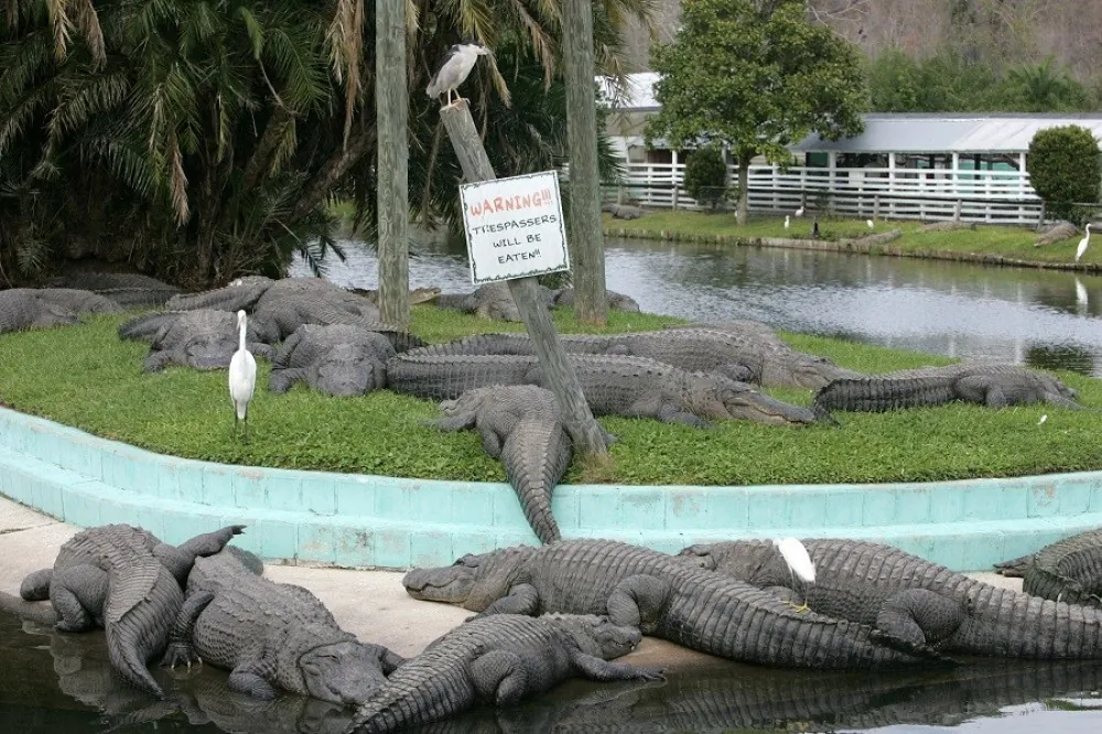 5. Explore Gatorland