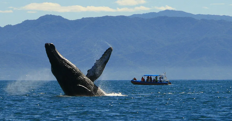 5. Whale Watching Excursions