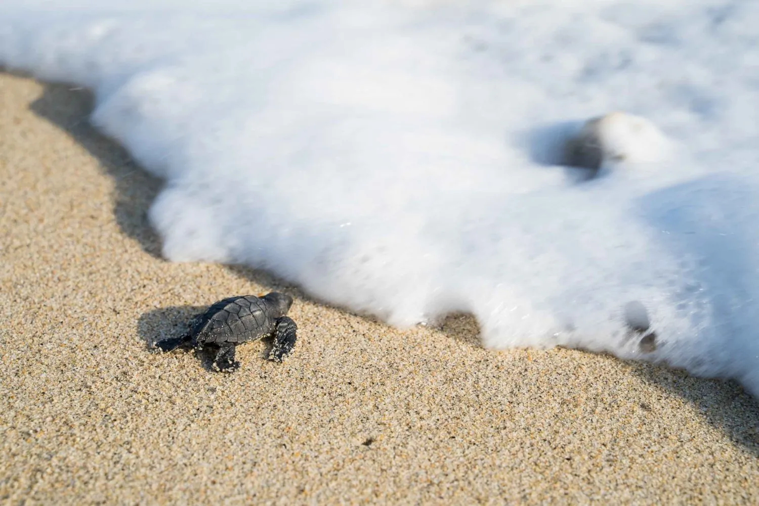 8. Sea Turtle Release Experience