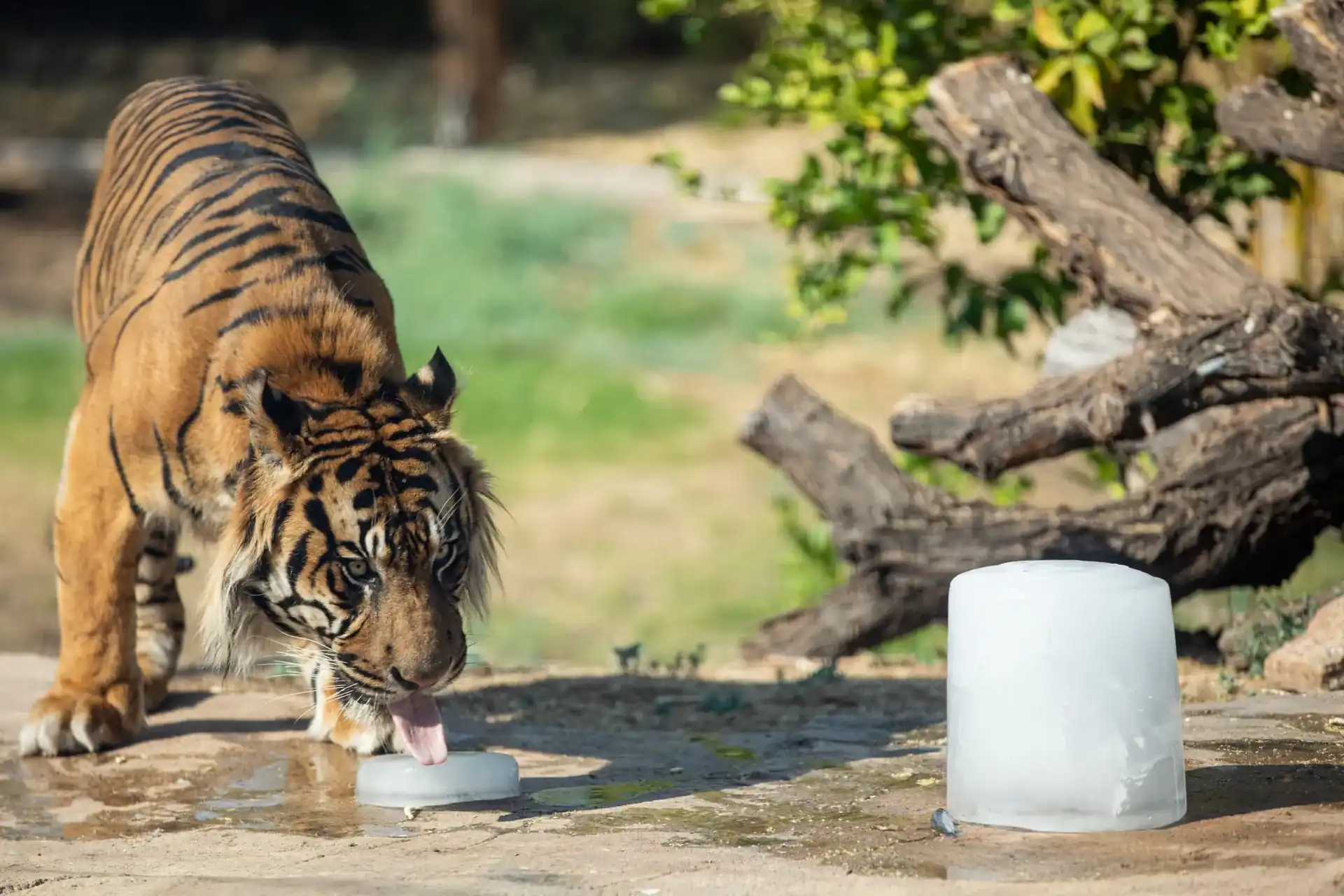 10. Spend Time at the Phoenix Zoo