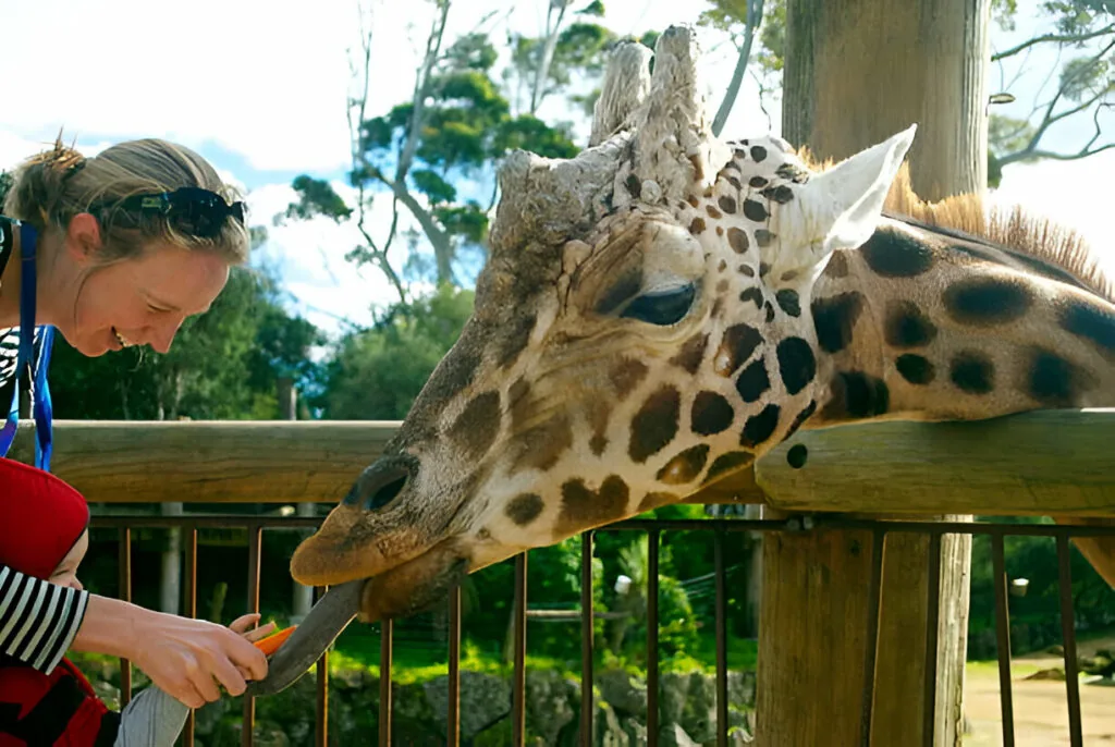 Auckland-Zoo